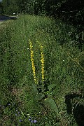 IMG_0135