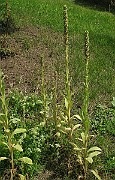 IMG_2918