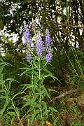 IMG_0616