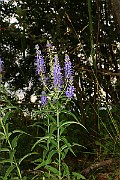 IMG_0617