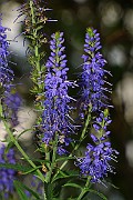 IMG_0619