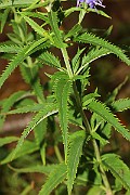 IMG_0620