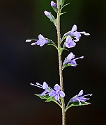 IMG_1109