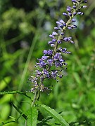 IMG_7352