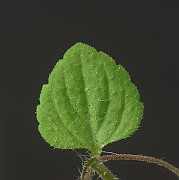 IMG_1190
