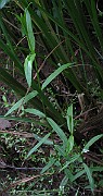 IMG_1661
