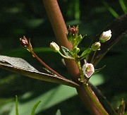 IMG_8001
