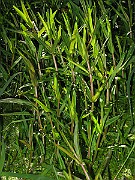 IMG_8003