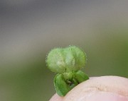 IMG_7615