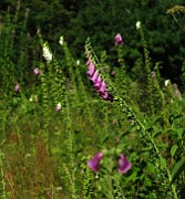 Digitalis purpurea