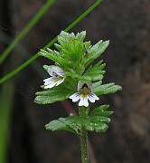 Euphrasia bottnica
