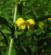 Melampyrum sylvaticum