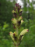 Pedicularis sceptrum-carolinum