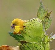 Rhinanthus minor