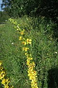Verbascum nigrum