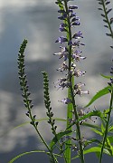 Veronica longifolia