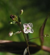 Veronica scutellata