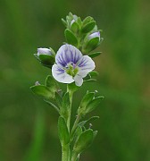 Veronica serpyllifolia subsp. serpyllifolia