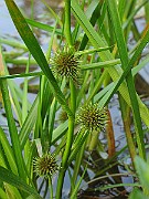 IMG_3731