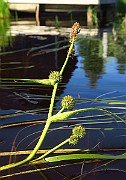 IMG_6775