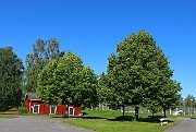 Tilia x vulgaris