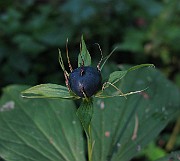 IMG_3279