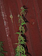IMG_1526