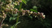 IMG_7808