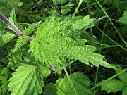 IMG_7809