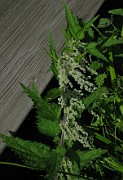 Urtica dioica var. holosericea