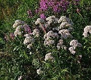 IMG_5865