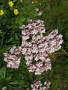 Valeriana_sambucifolia1