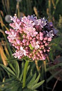 Valeriana_sambucifolia3