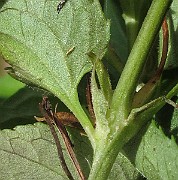 IMG_7920