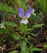 Viola tricolor