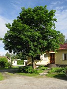 ACERACEAE