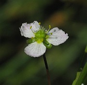 ALISMACEAE
