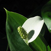 ARIACEAE