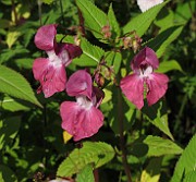 BALSAMINACEAE