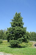 BETULACEAE