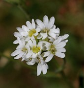 BRASSICACEAE