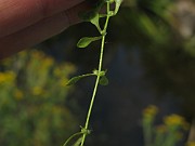 CALLITRICHACEAE