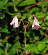 CAPRIFOLIACEAE