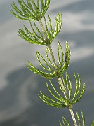 CERATOPHYLLACEAE