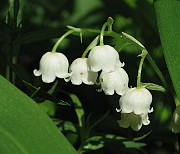 CONVALLARIACEAE