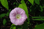 CONVOLVULACEAE