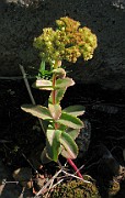 CRASSULACEAE