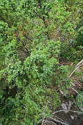 CUPRESSACEAE