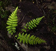 CYSTOPTERIDACEAE