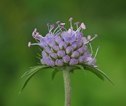 DIPSACEAE